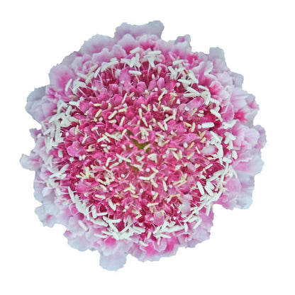 Scabiosa - Pink - Santa Maria Garden