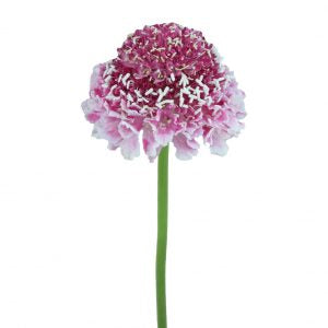 Scabiosa - Pink - Santa Maria Garden