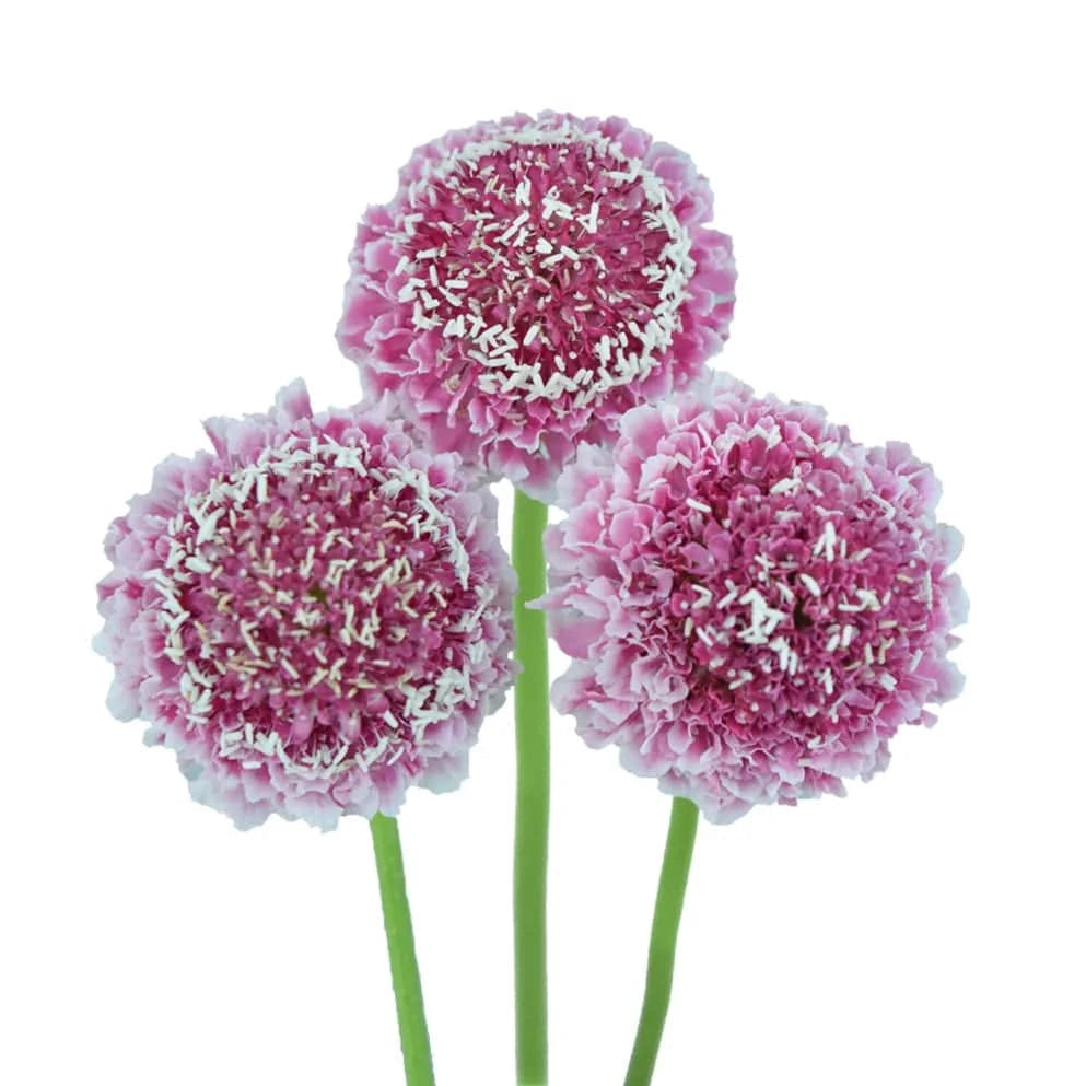 Scabiosa - Pink - Santa Maria Garden
