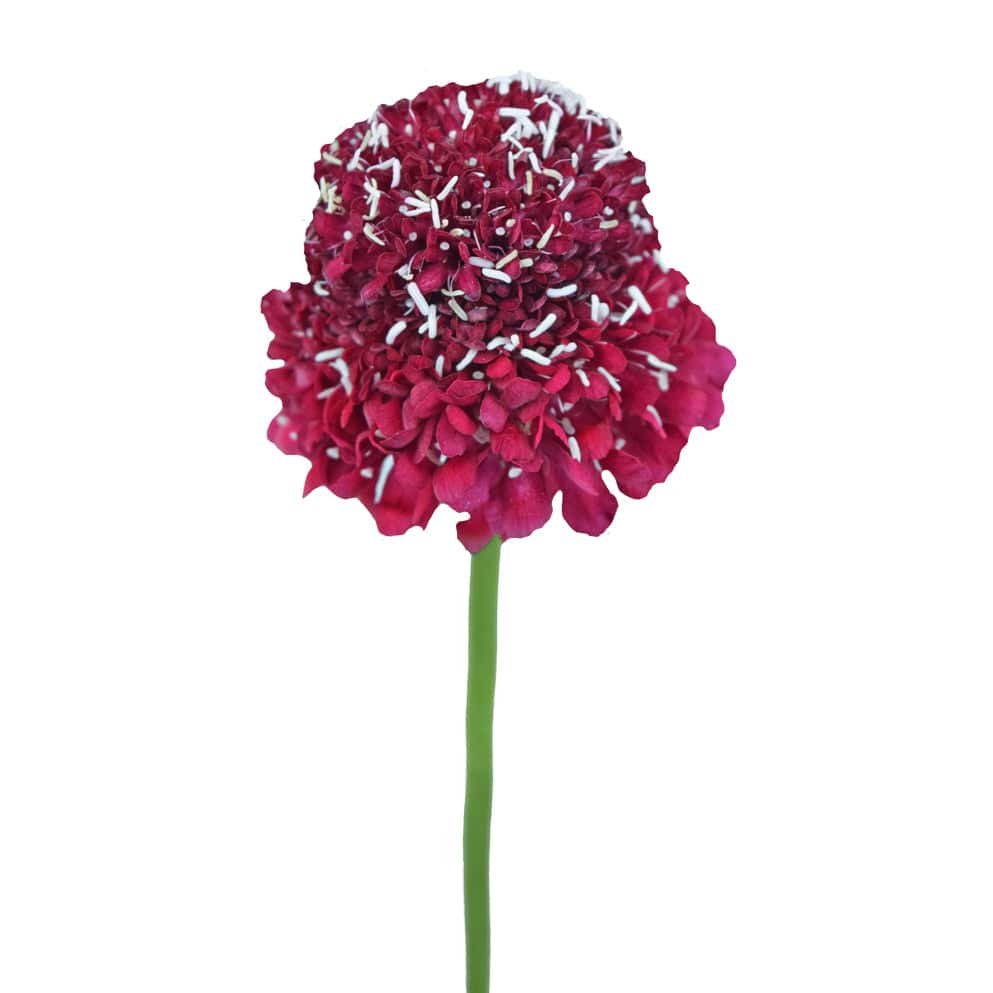 Scabiosa - Red - Santa Maria Garden