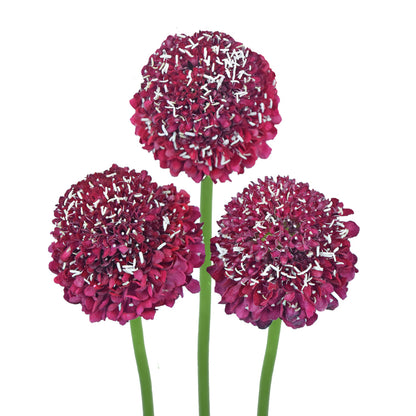 Scabiosa - Red - Santa Maria Garden