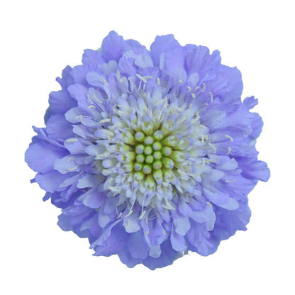 Scabiosa - Lavender - Santa Maria Garden