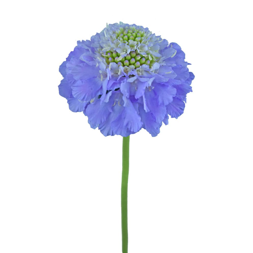 Scabiosa - Lavender - Santa Maria Garden