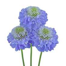 Scabiosa - Lavender - Santa Maria Garden