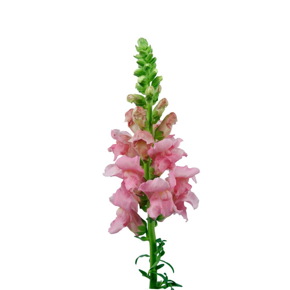 Snapdragon - Pink - Santa Maria Garden