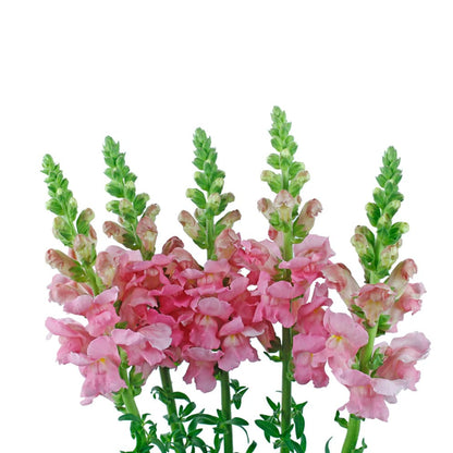 Snapdragon - Pink - Santa Maria Garden