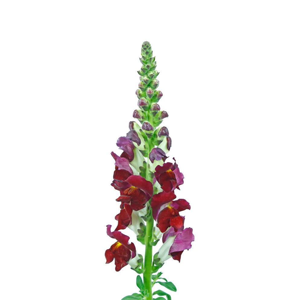 Snapdragon - Burgundy - Santa Maria Garden