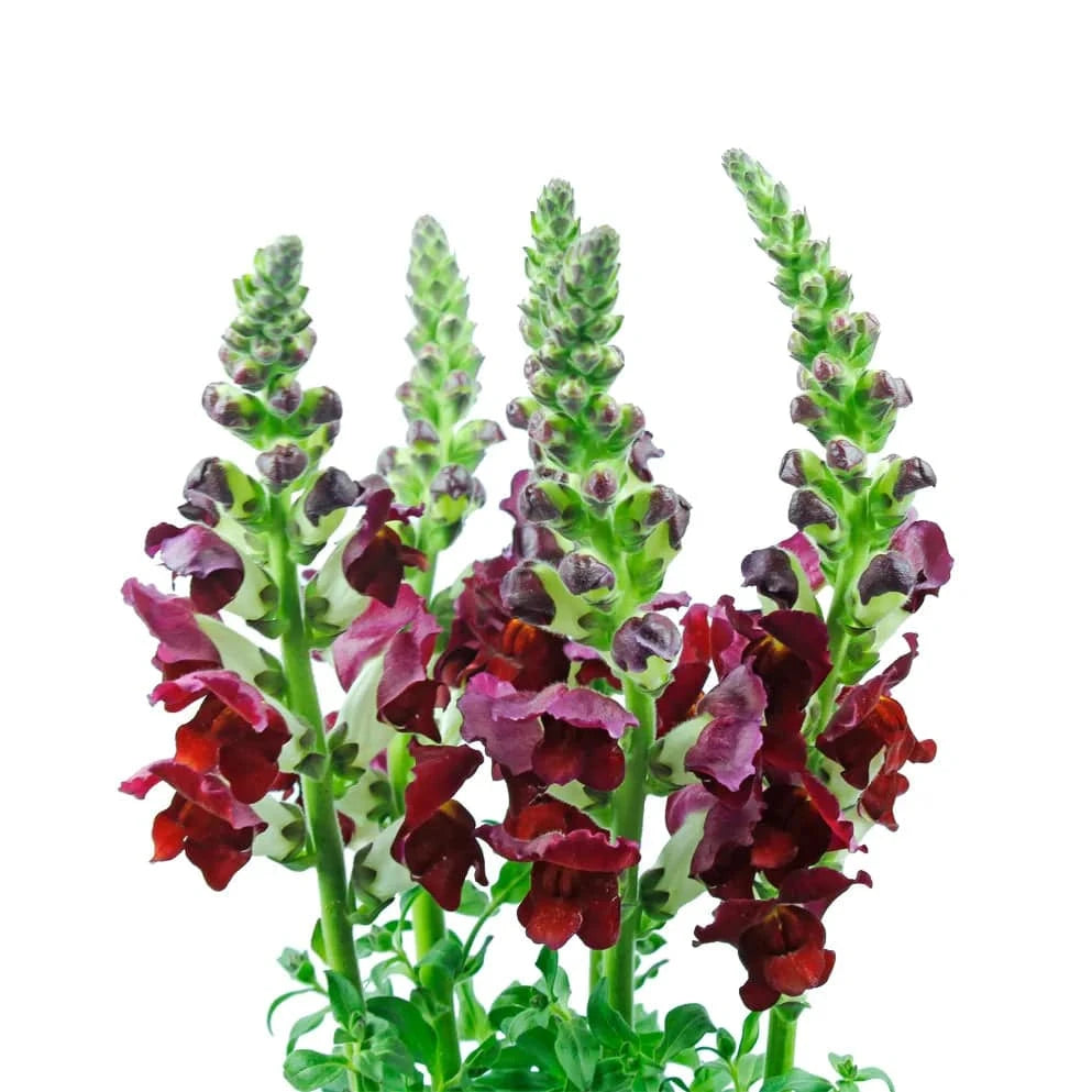 Snapdragon - Burgundy - Santa Maria Garden