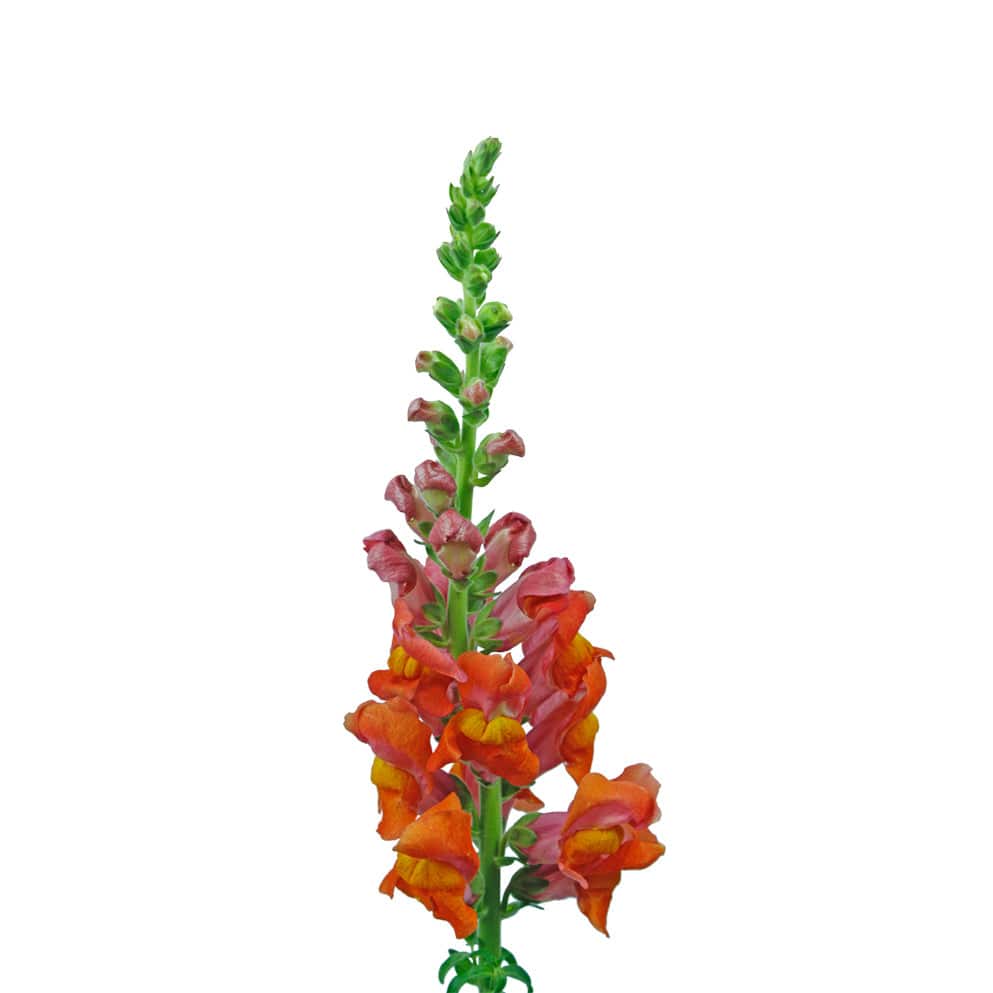 Snapdragon - Orange Pink - Santa Maria Garden