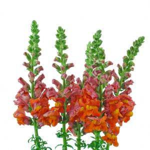 Snapdragon - Orange Pink - Santa Maria Garden