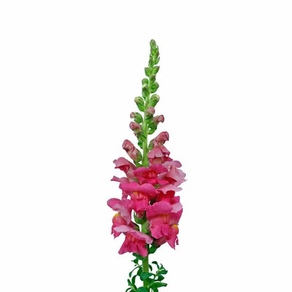 Snapdragon - Hot Pink - Santa Maria Garden