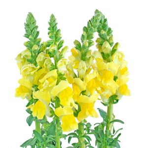 Snapdragon - Yellow - Santa Maria Garden