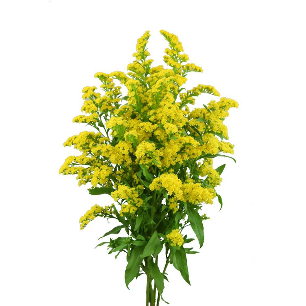 Solidago Morning Glory - Santa Maria Garden