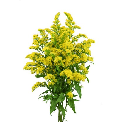 Solidago Morning Glory - Santa Maria Garden
