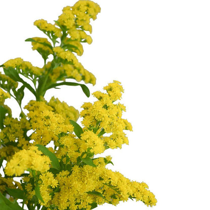 Solidago Morning Glory - Santa Maria Garden