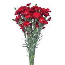 Solomio - Dark Red - Santa Maria Garden