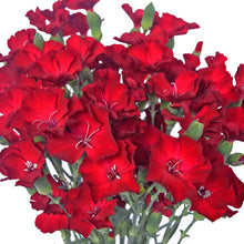Solomio - Dark Red - Santa Maria Garden