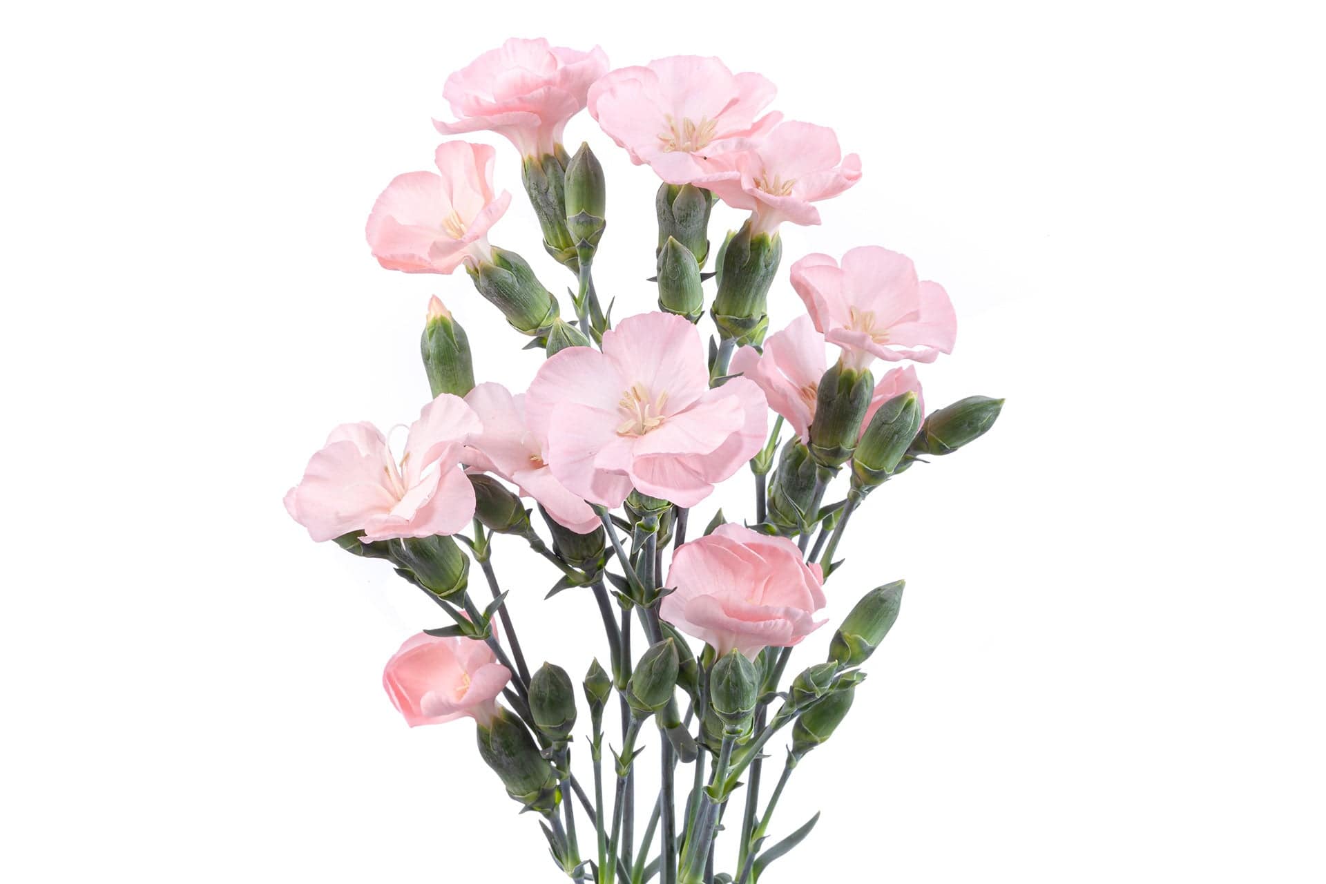 Solomio - Light Pink - Santa Maria Garden
