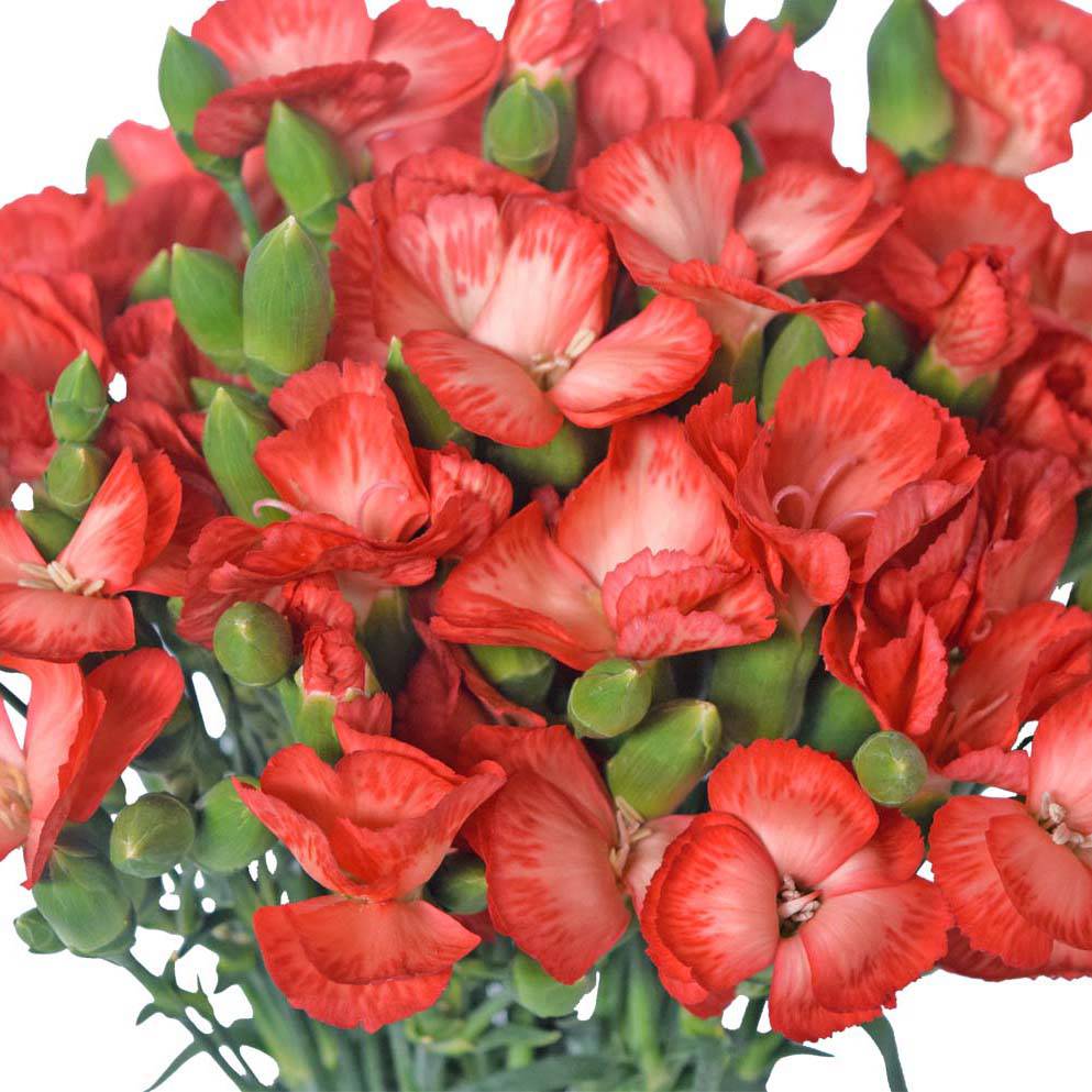 Solomio - Orange Red - Santa Maria Garden