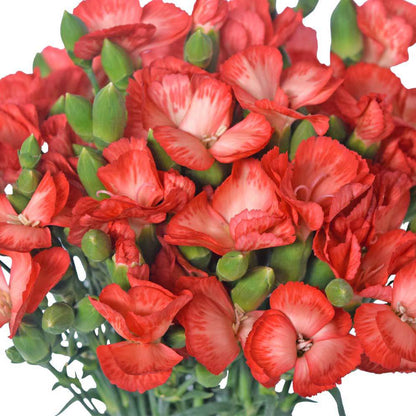 Solomio - Orange Red - Santa Maria Garden