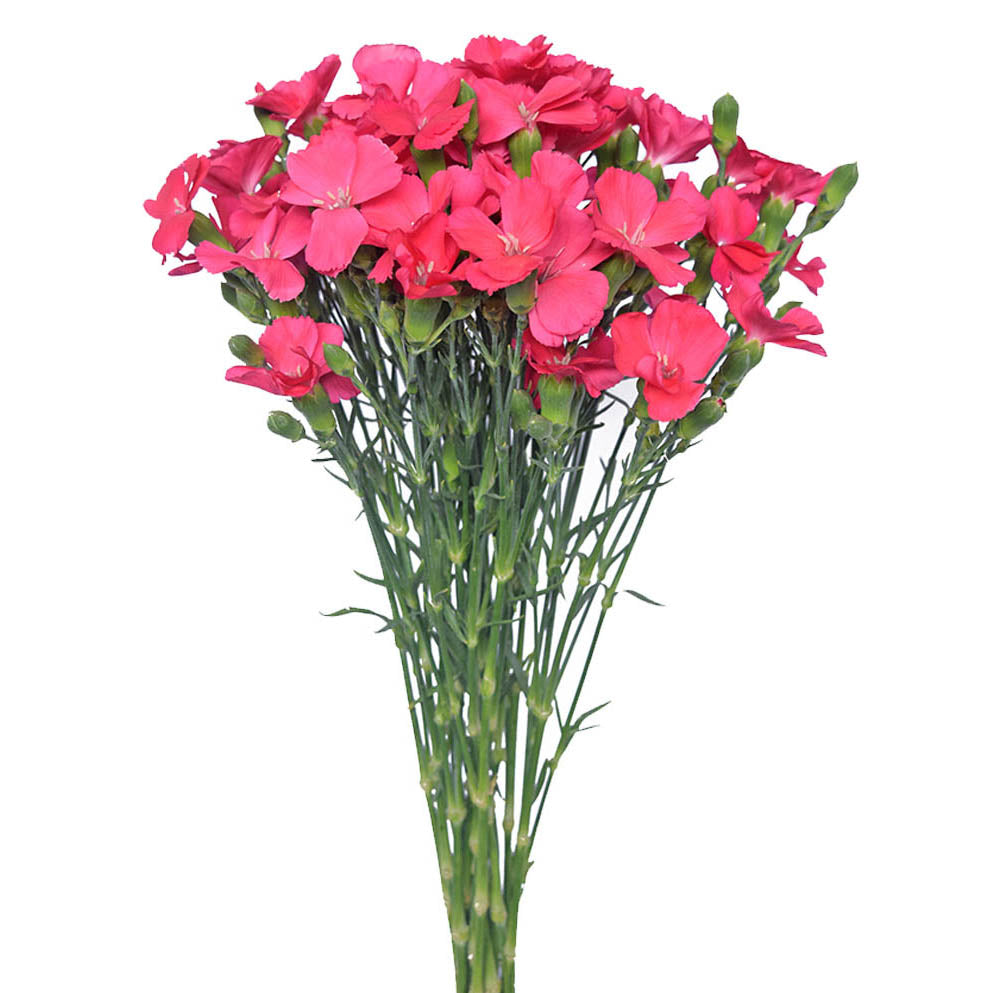 Solomio - Pink - Santa Maria Garden