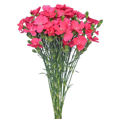 Solomio - Pink - Santa Maria Garden