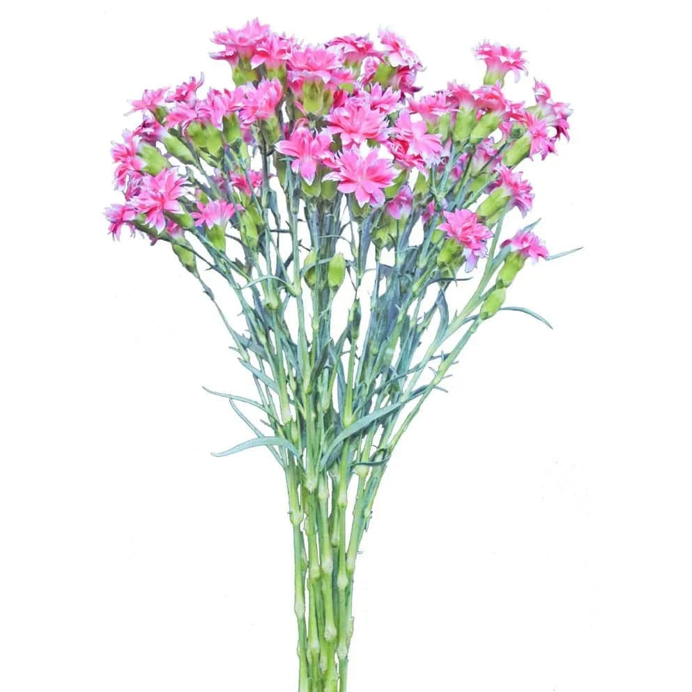Solomio - Pink White Edges - Santa Maria Garden