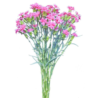 Solomio - Pink White Edges - Santa Maria Garden
