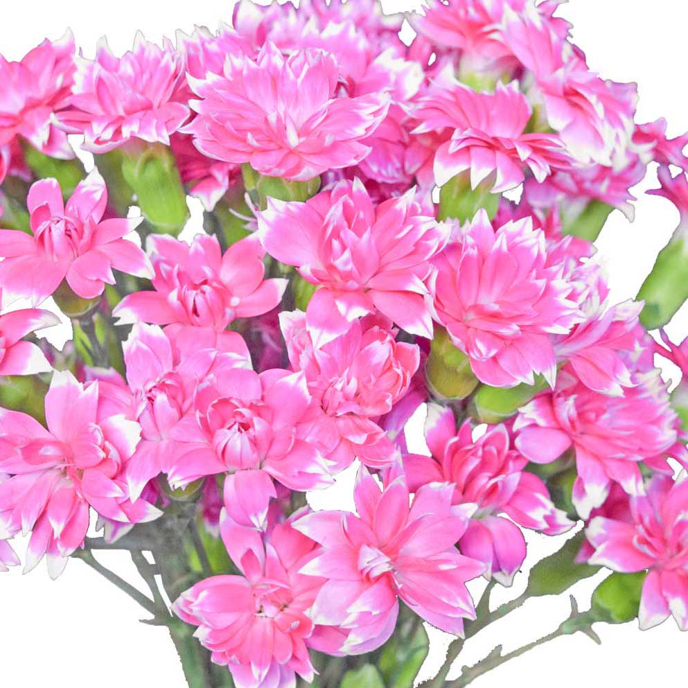Solomio - Pink White Edges - Santa Maria Garden