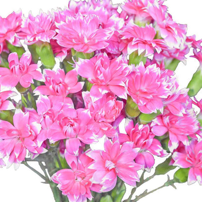 Solomio - Pink White Edges - Santa Maria Garden