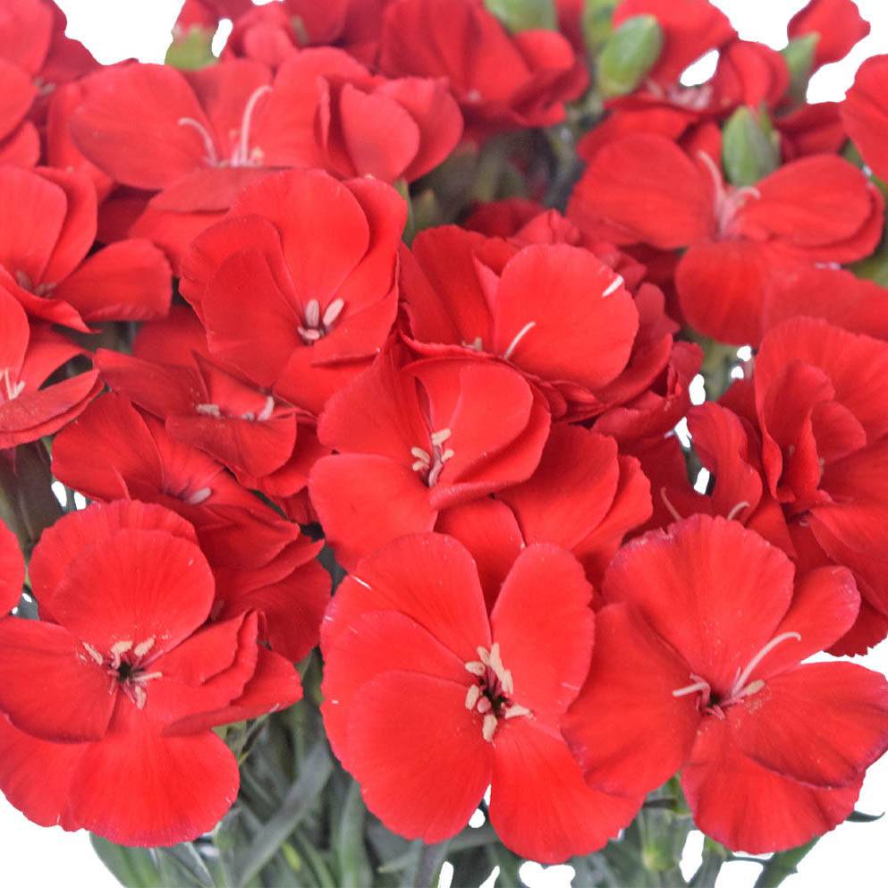 Solomio - Red - Santa Maria Garden