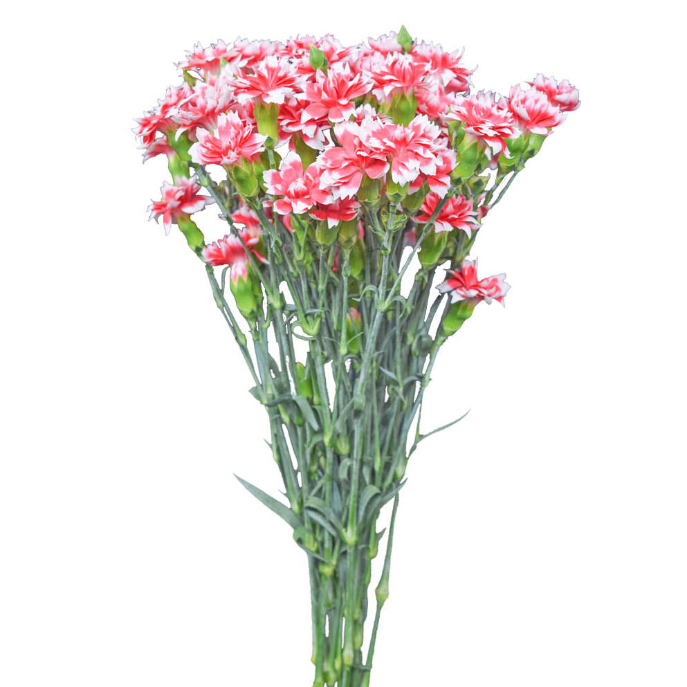 Solomio - Salmon White Edges - Santa Maria Garden