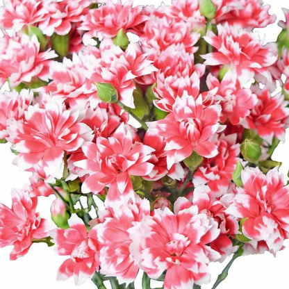 Solomio - Salmon White Edges - Santa Maria Garden