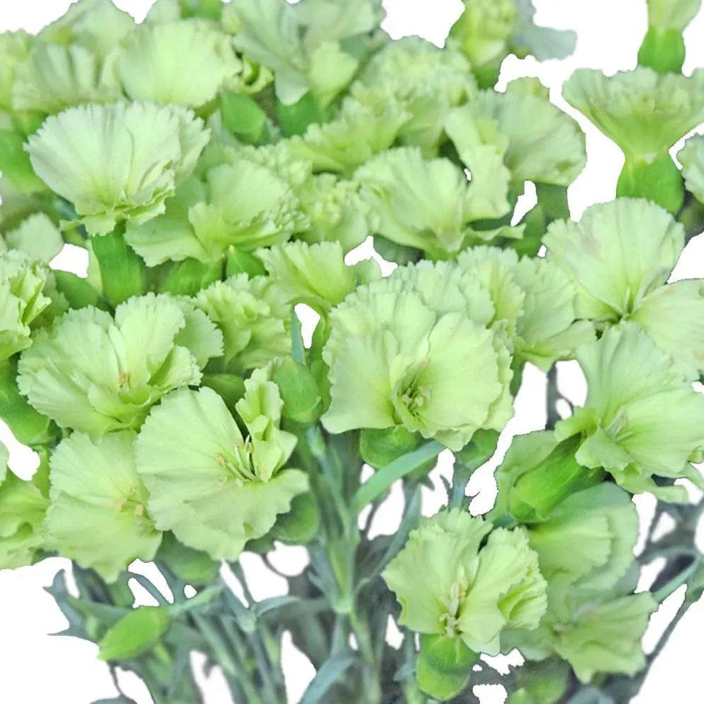 Solomio - Light Green - Santa Maria Garden