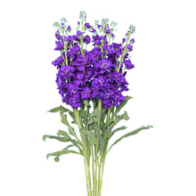 Stock - Dark Purple - Santa Maria Garden