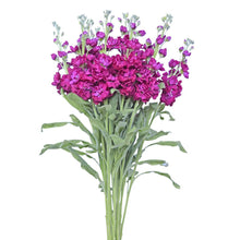 Stock - Hot Pink - Santa Maria Garden