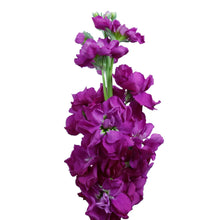 Stock - Hot Pink - Santa Maria Garden