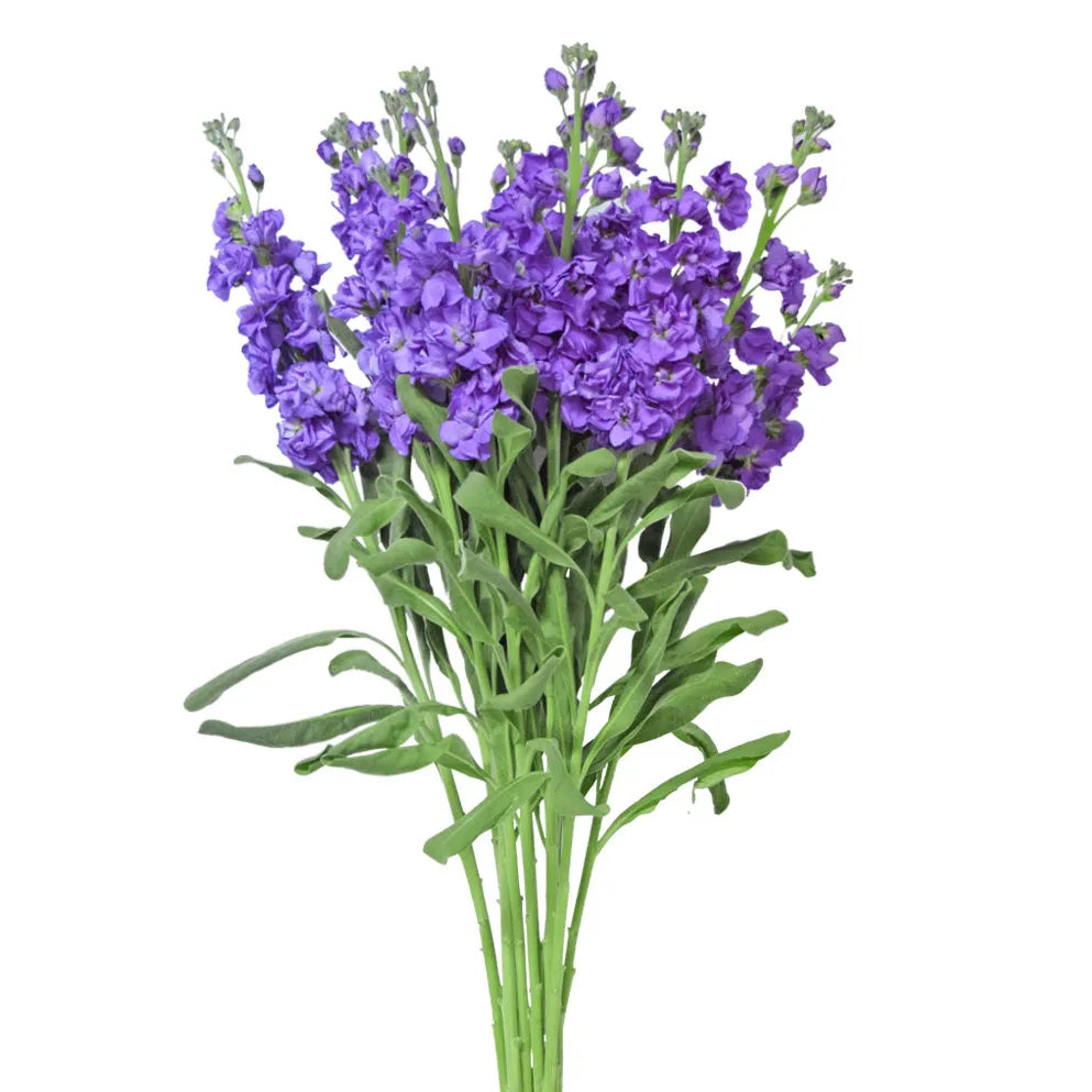 Stock - Lavender - Santa Maria Garden