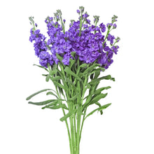Stock - Lavender - Santa Maria Garden