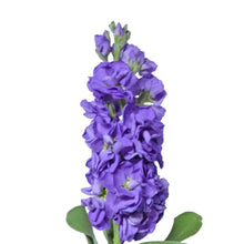 Stock - Lavender - Santa Maria Garden