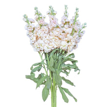 Stock - Peach - Santa Maria Garden