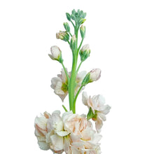 Stock - Peach - Santa Maria Garden