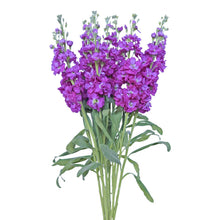 Stock - Purple - Santa Maria Garden