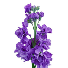 Stock - Purple - Santa Maria Garden