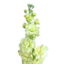 Stock - Yellow - Santa Maria Garden