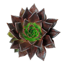 Succulents - Brown Sugar - Santa Maria Garden
