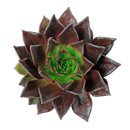 Succulents - Brown Sugar - Santa Maria Garden