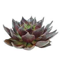 Succulents - Brown Sugar - Santa Maria Garden