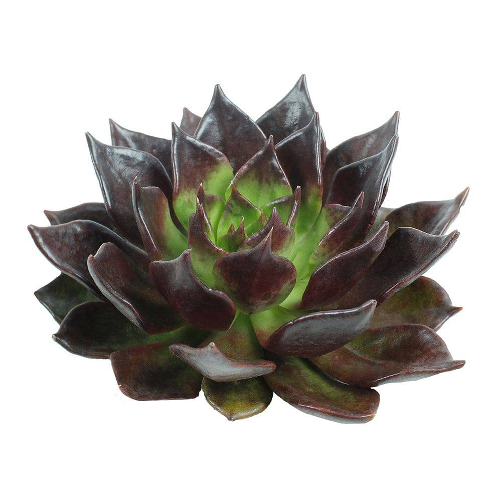Succulents - Brown Sugar - Santa Maria Garden