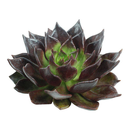 Succulents - Brown Sugar - Santa Maria Garden